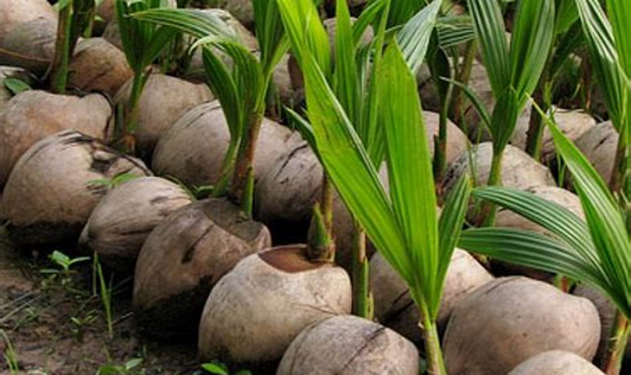 Beyond the Label: Coconut Baby Identity & Culture Baby Care 101: Essential Tips for Happy, Healthy Babies Beyond the Label: Coconut Baby Identity & Culture | Baby Care 101: Essential Tips for Happy, Healthy Babies