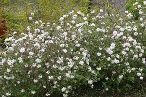 Grow Spice Baby Viburnum: Fragrant Blooms & Care Tips Baby Care 101: Essential Tips for Happy, Healthy Babies Grow Spice Baby Viburnum: Fragrant Blooms & Care Tips | Baby Care 101: Essential Tips for Happy, Healthy Babies