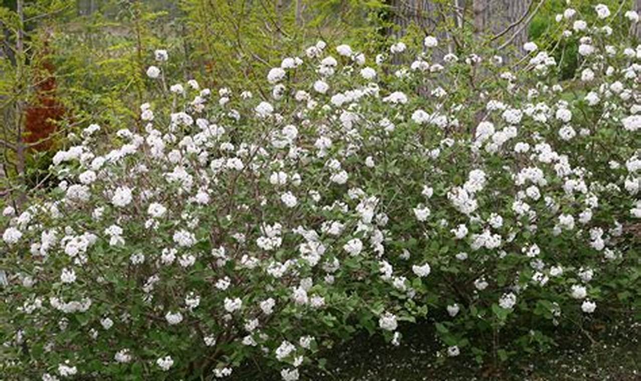Grow Spice Baby Viburnum: Fragrant Blooms & Care Tips Baby Care 101: Essential Tips for Happy, Healthy Babies Grow Spice Baby Viburnum: Fragrant Blooms & Care Tips | Baby Care 101: Essential Tips for Happy, Healthy Babies