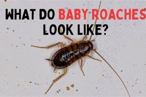 Baby Roaches: What Do Baby Roaches Look Like? (Guide) | Baby Care 101: Essential Tips for Happy, Healthy Babies