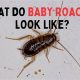 Baby Roaches: What Do Baby Roaches Look Like? (Guide) | Baby Care 101: Essential Tips for Happy, Healthy Babies