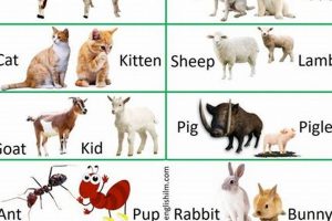 Discover Unique Baby Animal Names: Adorable & Rare | Baby Care 101: Essential Tips for Happy, Healthy Babies