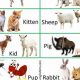 Discover Unique Baby Animal Names: Adorable & Rare | Baby Care 101: Essential Tips for Happy, Healthy Babies
