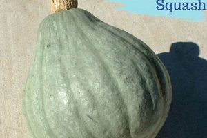 Grow & Cook: Baby Blue Hubbard Squash Guide Baby Care 101: Essential Tips for Happy, Healthy Babies Grow & Cook: Baby Blue Hubbard Squash Guide | Baby Care 101: Essential Tips for Happy, Healthy Babies