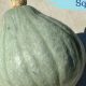 Grow &amp; Cook: Baby Blue Hubbard Squash Guide | Baby Care 101: Essential Tips for Happy, Healthy Babies