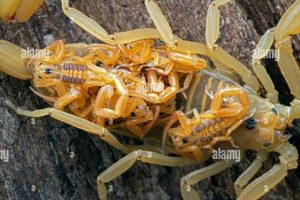 Little Terrors: Baby Scorpions & Care Tips | Baby Care 101: Essential Tips for Happy, Healthy Babies