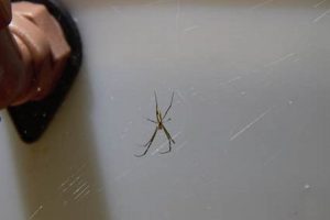 Little Joros: Baby Joro Spiders - Everything You Need to Know | Baby Care 101: Essential Tips for Happy, Healthy Babies