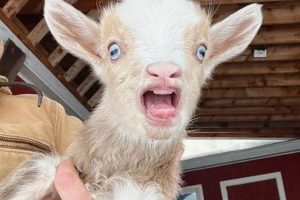 Preventing Baby Goat Mouth Trauma: Feeding & Care Tips Baby Care 101: Essential Tips for Happy, Healthy Babies Preventing Baby Goat Mouth Trauma: Feeding & Care Tips | Baby Care 101: Essential Tips for Happy, Healthy Babies