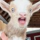 Preventing Baby Goat Mouth Trauma: Feeding & Care Tips | Baby Care 101: Essential Tips for Happy, Healthy Babies