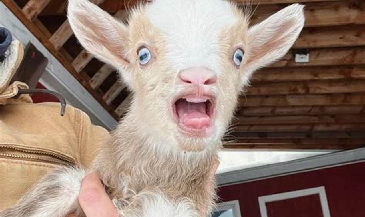 Preventing Baby Goat Mouth Trauma: Feeding & Care Tips Baby Care 101: Essential Tips for Happy, Healthy Babies Preventing Baby Goat Mouth Trauma: Feeding & Care Tips | Baby Care 101: Essential Tips for Happy, Healthy Babies