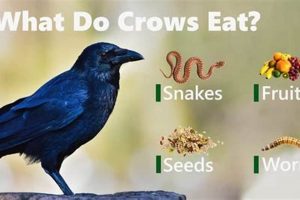 Do Crows Eat Baby Birds? + Protecting Nestlings! Baby Care 101: Essential Tips for Happy, Healthy Babies Do Crows Eat Baby Birds? + Protecting Nestlings! | Baby Care 101: Essential Tips for Happy, Healthy Babies