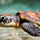 Protecting The Baby Turtle: Hatchling Survival Tips | Baby Care 101: Essential Tips for Happy, Healthy Babies