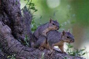 Squirrel Babies: What Time of Year Do Squirrels Have Babies? Tips | Baby Care 101: Essential Tips for Happy, Healthy Babies