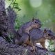 Squirrel Babies: What Time of Year Do Squirrels Have Babies? Tips | Baby Care 101: Essential Tips for Happy, Healthy Babies