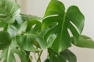 Caring for Your Mini Monstera Baby: Tips & Tricks | Baby Care 101: Essential Tips for Happy, Healthy Babies
