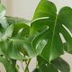 Caring for Your Mini Monstera Baby: Tips & Tricks | Baby Care 101: Essential Tips for Happy, Healthy Babies