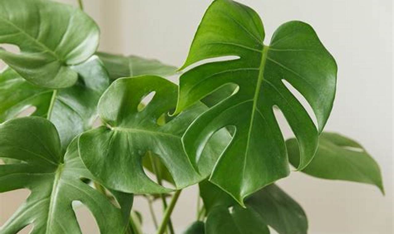 Caring for Your Mini Monstera Baby: Tips & Tricks | Baby Care 101: Essential Tips for Happy, Healthy Babies
