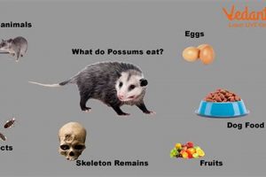 Best Baby Possum Food Guide: What & How to Feed | Baby Care 101: Essential Tips for Happy, Healthy Babies