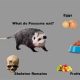 Best Baby Possum Food Guide: What & How to Feed | Baby Care 101: Essential Tips for Happy, Healthy Babies