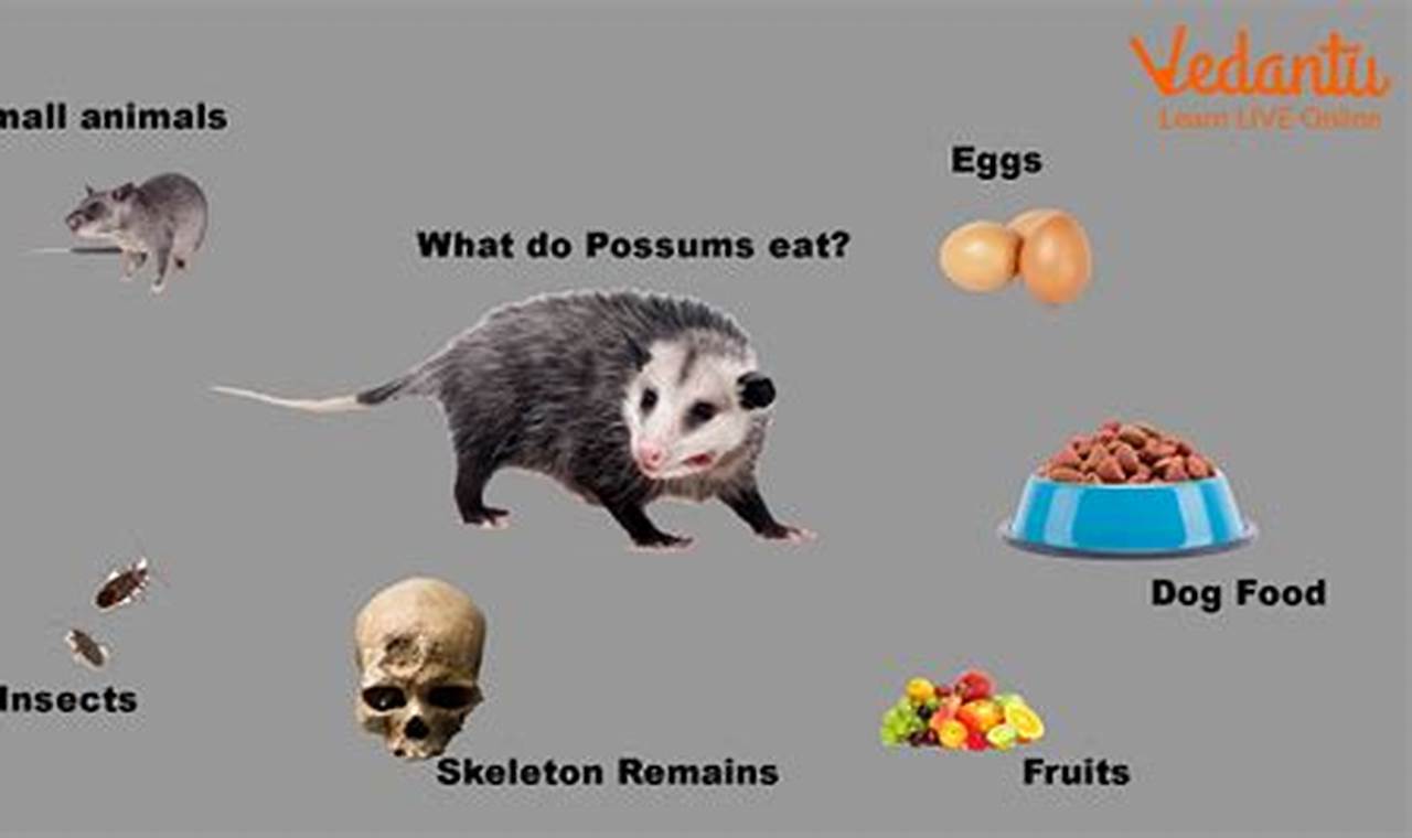 Best Baby Possum Food Guide: What & How to Feed | Baby Care 101: Essential Tips for Happy, Healthy Babies