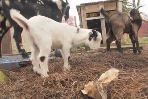 Cuddle Time: Baby Goats in Eugene, OR, Aww So Cute! | Baby Care 101: Essential Tips for Happy, Healthy Babies