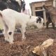 Cuddle Time: Baby Goats in Eugene, OR, Aww So Cute! | Baby Care 101: Essential Tips for Happy, Healthy Babies