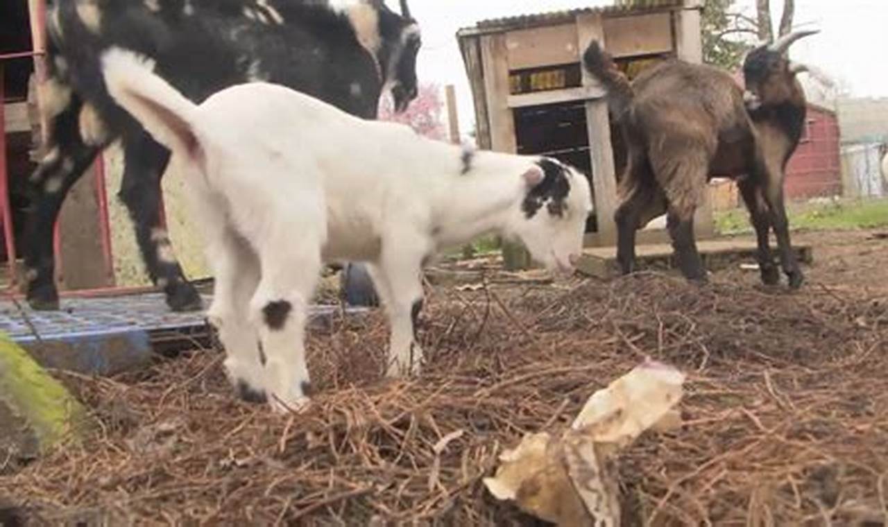 Cuddle Time: Baby Goats in Eugene, OR, Aww So Cute! | Baby Care 101: Essential Tips for Happy, Healthy Babies
