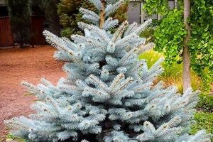 Grow Your Own: Baby Blue Spruce Tree Sapling Care Baby Care 101: Essential Tips for Happy, Healthy Babies Grow Your Own: Baby Blue Spruce Tree Sapling Care | Baby Care 101: Essential Tips for Happy, Healthy Babies
