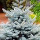 Grow Your Own: Baby Blue Spruce Tree Sapling Care | Baby Care 101: Essential Tips for Happy, Healthy Babies