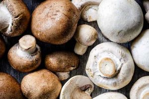 Best Baby Bella Recipes: Delicious and Nutritious! Baby Care 101: Essential Tips for Happy, Healthy Babies Best Baby Bella Recipes: Delicious and Nutritious! | Baby Care 101: Essential Tips for Happy, Healthy Babies