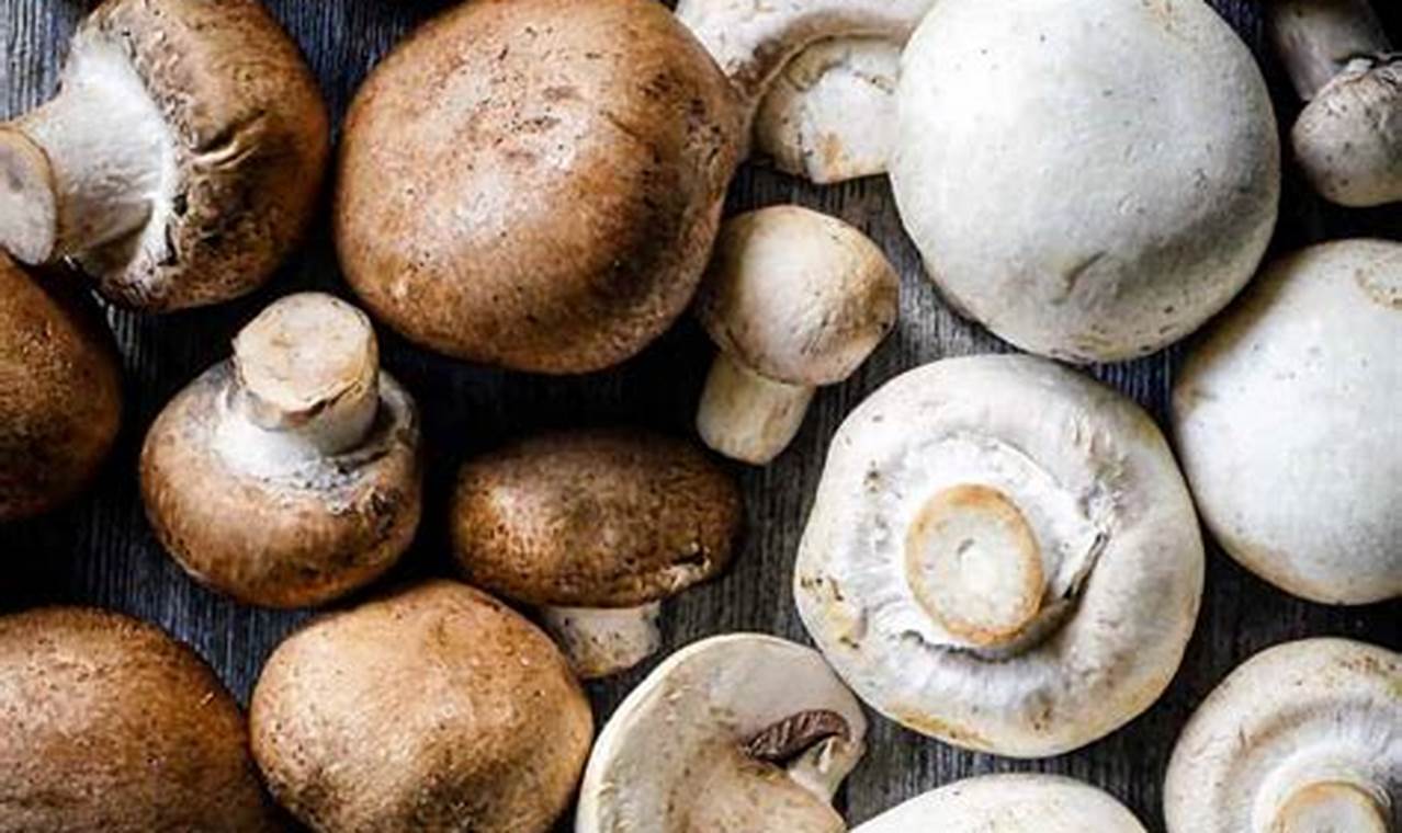 Best Baby Bella Recipes: Delicious and Nutritious! Baby Care 101: Essential Tips for Happy, Healthy Babies Best Baby Bella Recipes: Delicious and Nutritious! | Baby Care 101: Essential Tips for Happy, Healthy Babies