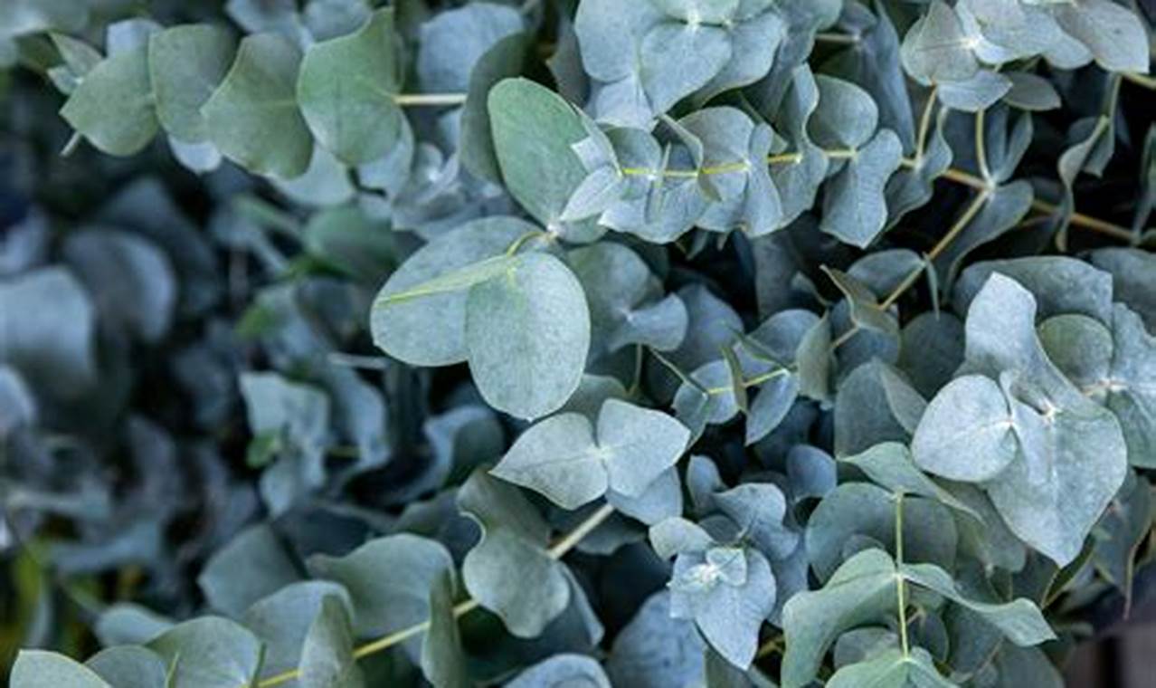 Growing Baby Eucalyptus Plants: Care Tips & Beyond Baby Care 101: Essential Tips for Happy, Healthy Babies Growing Baby Eucalyptus Plants: Care Tips & Beyond | Baby Care 101: Essential Tips for Happy, Healthy Babies
