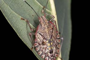 Identifying Baby Stink Bug Nymphs: A Guide Baby Care 101: Essential Tips for Happy, Healthy Babies Identifying Baby Stink Bug Nymphs: A Guide | Baby Care 101: Essential Tips for Happy, Healthy Babies