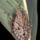 Identifying Baby Stink Bug Nymphs: A Guide | Baby Care 101: Essential Tips for Happy, Healthy Babies