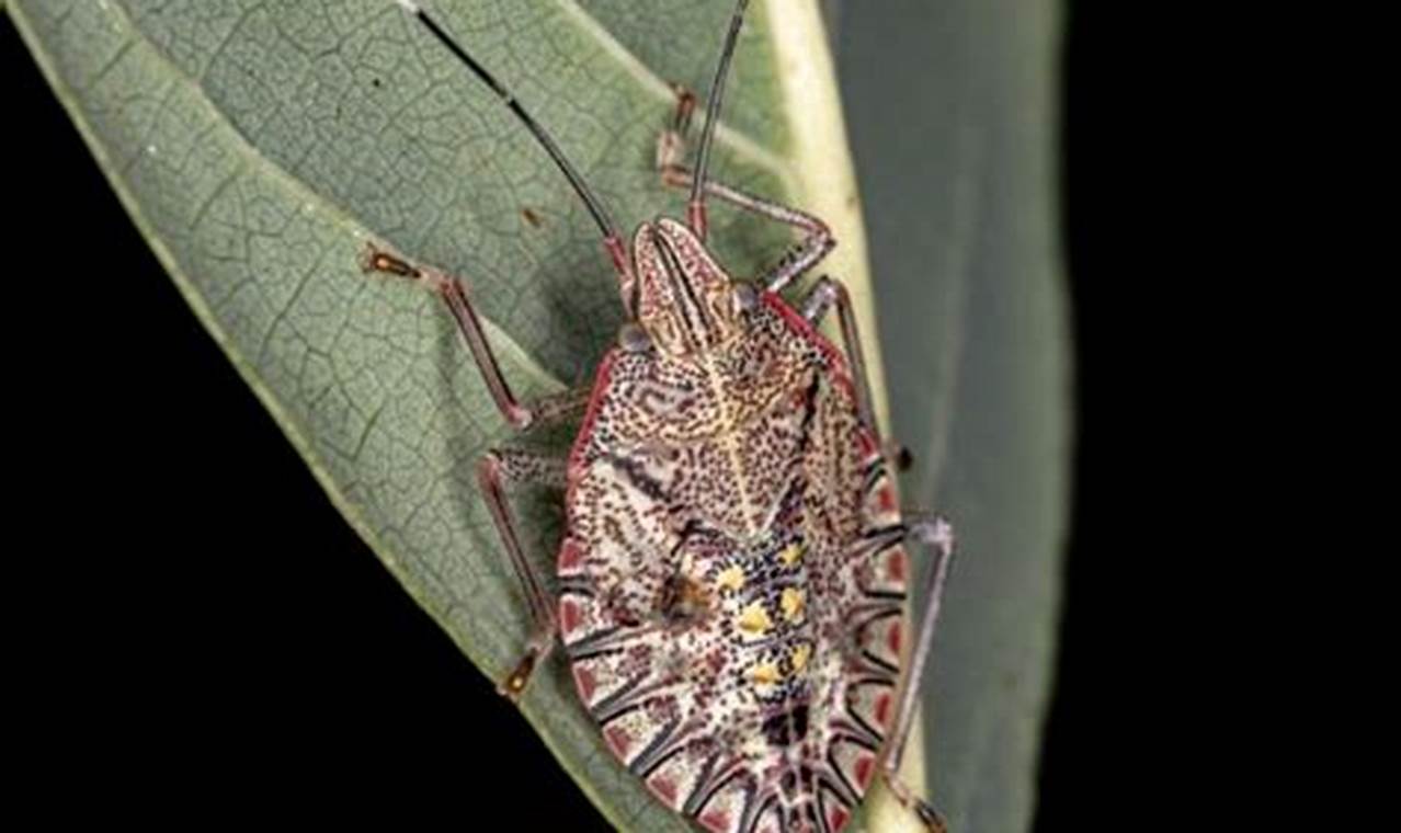 Identifying Baby Stink Bug Nymphs: A Guide Baby Care 101: Essential Tips for Happy, Healthy Babies Identifying Baby Stink Bug Nymphs: A Guide | Baby Care 101: Essential Tips for Happy, Healthy Babies
