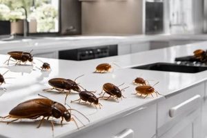Still Seeing Baby Roaches After Extermination? Here's Why! Baby Care 101: Essential Tips for Happy, Healthy Babies Still Seeing Baby Roaches After Extermination? Here's Why! | Baby Care 101: Essential Tips for Happy, Healthy Babies