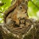 Squirrel Babies: How Often Do Squirrels Have Babies? | Baby Care 101: Essential Tips for Happy, Healthy Babies