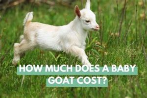 Baby Goat Prices: What's the Cost of a Kid? Baby Care 101: Essential Tips for Happy, Healthy Babies Baby Goat Prices: What's the Cost of a Kid? | Baby Care 101: Essential Tips for Happy, Healthy Babies