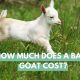 Baby Goat Prices: What's the Cost of a Kid? | Baby Care 101: Essential Tips for Happy, Healthy Babies