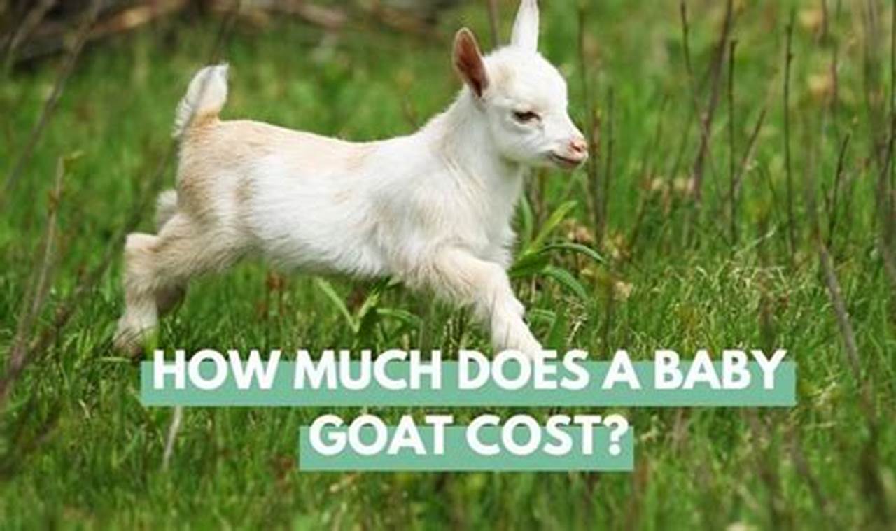 Baby Goat Prices: What's the Cost of a Kid? Baby Care 101: Essential Tips for Happy, Healthy Babies Baby Goat Prices: What's the Cost of a Kid? | Baby Care 101: Essential Tips for Happy, Healthy Babies