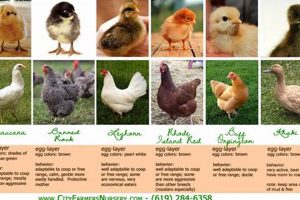 Breed ID: Baby Chick Pictures by Breed Guide & Tips Baby Care 101: Essential Tips for Happy, Healthy Babies Breed ID: Baby Chick Pictures by Breed Guide & Tips | Baby Care 101: Essential Tips for Happy, Healthy Babies