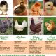 Breed ID: Baby Chick Pictures by Breed Guide &amp; Tips | Baby Care 101: Essential Tips for Happy, Healthy Babies