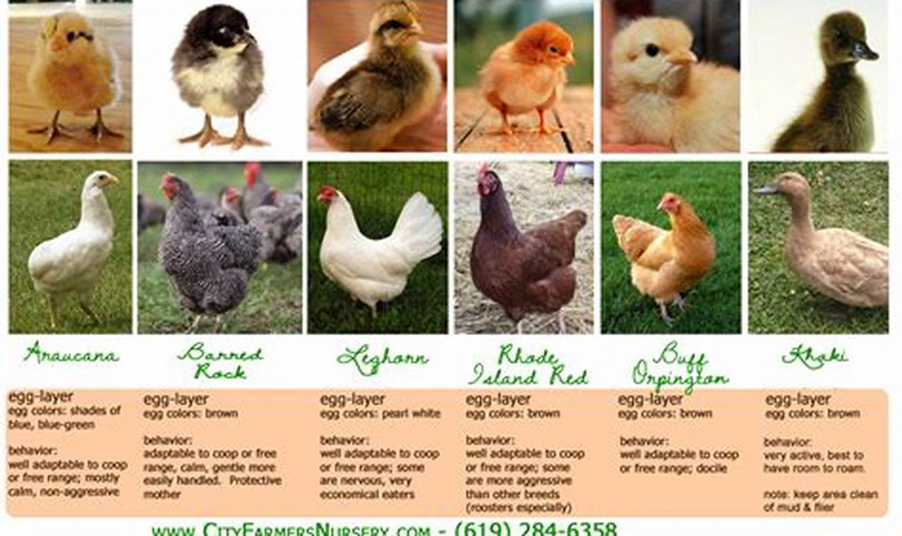 Breed ID: Baby Chick Pictures by Breed Guide & Tips Baby Care 101: Essential Tips for Happy, Healthy Babies Breed ID: Baby Chick Pictures by Breed Guide & Tips | Baby Care 101: Essential Tips for Happy, Healthy Babies