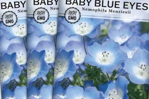 Buy Charming Baby Blue Eyes Seeds Now! Baby Care 101: Essential Tips for Happy, Healthy Babies Buy Charming Baby Blue Eyes Seeds Now! | Baby Care 101: Essential Tips for Happy, Healthy Babies