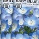 Buy Charming Baby Blue Eyes Seeds Now! | Baby Care 101: Essential Tips for Happy, Healthy Babies