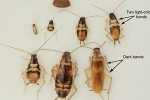 Baby Cockroach ID: What Do Baby Roaches Look Like? Guide | Baby Care 101: Essential Tips for Happy, Healthy Babies