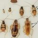 Baby Cockroach ID: What Do Baby Roaches Look Like? Guide | Baby Care 101: Essential Tips for Happy, Healthy Babies