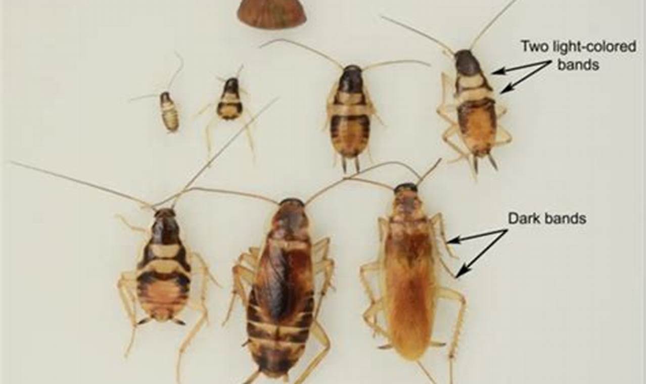 Baby Cockroach ID: What Do Baby Roaches Look Like? Guide Baby Care 101: Essential Tips for Happy, Healthy Babies Baby Cockroach ID: What Do Baby Roaches Look Like? Guide | Baby Care 101: Essential Tips for Happy, Healthy Babies