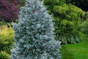 Grow a Gorgeous Baby Blue Sawara Cypress (Care Tips) Baby Care 101: Essential Tips for Happy, Healthy Babies Grow a Gorgeous Baby Blue Sawara Cypress (Care Tips) | Baby Care 101: Essential Tips for Happy, Healthy Babies