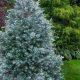 Grow a Gorgeous Baby Blue Sawara Cypress (Care Tips) | Baby Care 101: Essential Tips for Happy, Healthy Babies